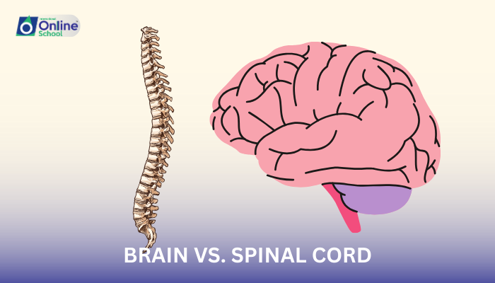 Lesson 07: Brain vs. Spinal Cord